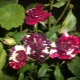 Сорта полосатых роз