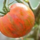 Сорта полосатых томатов