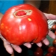 Сорта ранних крупных томатов