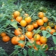 Сорта ранних низкорослых помидоров для открытого грунта