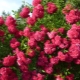 Сорта роз, цветущих все лето