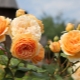 Сорта роз Дэвида Остина