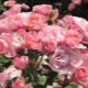 Сорта роз флорибунда для Подмосковья