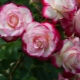 Сорта роз флорибунда