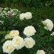 Сорта роз грандифлора
