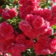 Сорта роз Кордеса