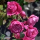Сорта роз шраб