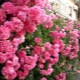 Сорта розовых плетистых роз