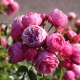 Сорта розовых роз флорибунда