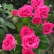 Сорта розовых роз спрей