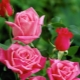 Сорта розовых роз