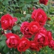 Сорта розы клаймбер