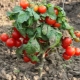 Сорта штамбовых томатов для открытого грунта
