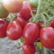 Сорта сладких низкорослых томатов