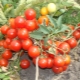 Сорта супердетерминантных томатов