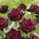 Сорта темно-красных роз