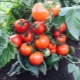 Сорта томатов без пасынкования и их выращивание