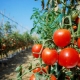 Сорта томатов для открытого грунта на Урале