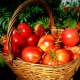 Сорта томатов для Северо-Запада России
