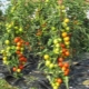 Сорта высокорослых помидоров