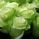 Сорта зеленых роз