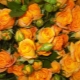 Сорта желто-оранжевых роз