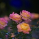 Сорта желто-розовых роз