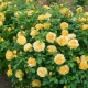 Сорта желтых английских роз