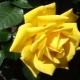 Сорта желтых чайно-гибридных роз
