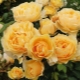 Сорта желтых пионовидных роз
