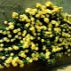 Сорта желтых плетистых роз