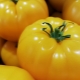 Сорта желтых помидоров