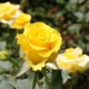 Сорта желтых роз флорибунда