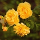 Сорта желтых роз