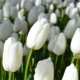 Сорта белых тюльпанов
