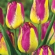 Сорта двухцветных тюльпанов