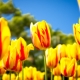 Сорта красно-желтых тюльпанов