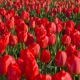 Сорта красных тюльпанов