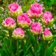Сорта махровых тюльпанов
