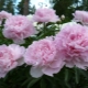 Сорта нежно-розовых пионов