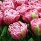 Сорта пионовидных тюльпанов