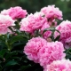 Сорта розовых пионов