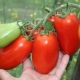 Что такое полудетерминантные томаты и как их выращивать?