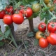Что такое штамбовые томаты и как их выращивать?