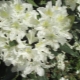 Сорта белого рододендрона