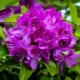 Сорта фиолетового рододендрона