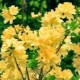 Сорта желтого рододендрона