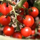 Лучшие сорта томатов черри для теплиц и правила их выращивания