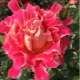 Обзор сортов роз серии Раффлс