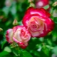 Описание двухцветных роз и их использование в ландшафтном дизайне